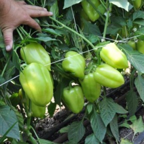 Перець Троян F1, LibraSeeds (Erste Zaden)