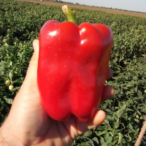 Перець Менчул F1, LibraSeeds (Erste Zaden)