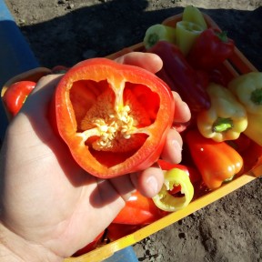 Перець Лостун F1, LibraSeeds (Erste Zaden)