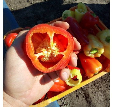 Перець Лостун F1, LibraSeeds (Erste Zaden)