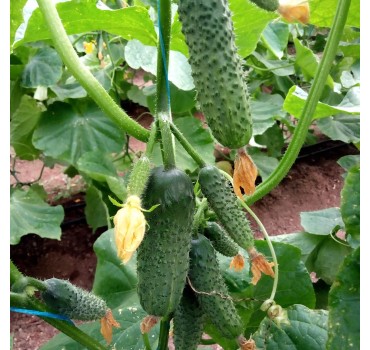 Огірок GB 08 F1, LibraSeeds (Erste Zaden)