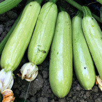 Кабачок Хепі Мен EZ 31 F1, LibraSeeds (Erste Zaden)