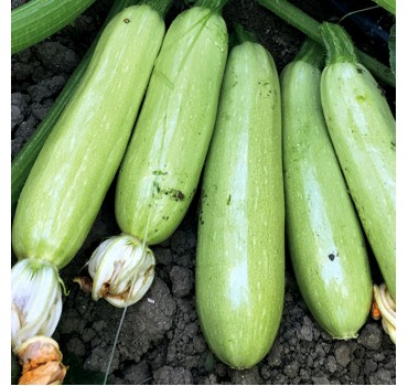 Кабачок Хепі Мен EZ 31 F1, LibraSeeds (Erste Zaden)