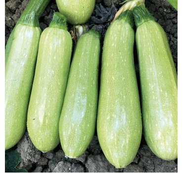 Кабачок EZ 38 F1, LibraSeeds (Erste Zaden)