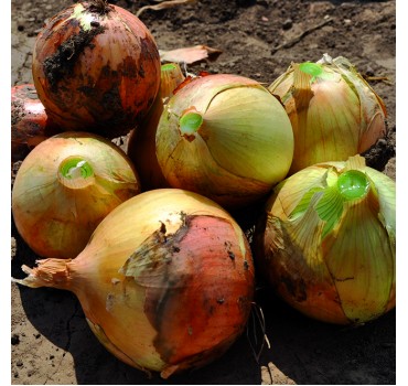 Цибуля Команч F1, LibraSeeds (Erste Zaden)