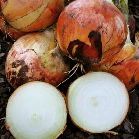 Цибуля Фенікс F1, LibraSeeds (Erste Zaden)