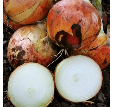 Цибуля Фенікс F1, LibraSeeds (Erste Zaden)