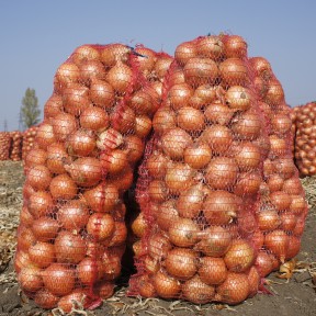 Цибуля Голд Стар, LibraSeeds (Erste Zaden)