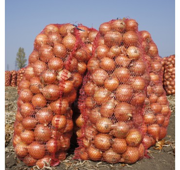 Цибуля Голд Стар, LibraSeeds (Erste Zaden)