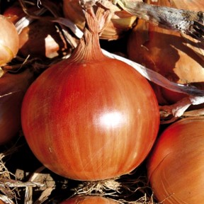 Цибуля Легасі, LibraSeeds (Erste Zaden)