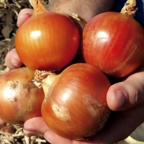 Цибуля Титан F1, LibraSeeds (Erste Zaden)