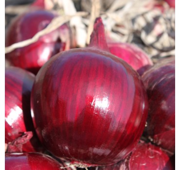 Цибуля Ройо Дуро F1, LibraSeeds (Erste Zaden)