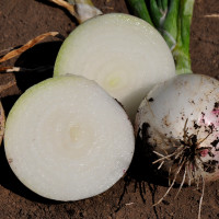 Цибуля Прімо Бланко F1, LibraSeeds (Erste Zaden)