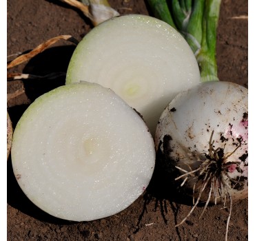 Цибуля Прімо Бланко F1, LibraSeeds (Erste Zaden)