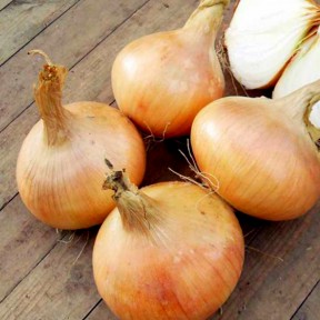 Цибуля Венера F1, LibraSeeds (Erste Zaden)