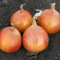 Цибуля озима Альбатрос F1, LibraSeeds 