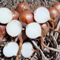 Цибуля Отаман F1, LibraSeeds (Erste Zaden)