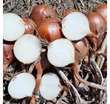 Цибуля Отаман F1, LibraSeeds (Erste Zaden)