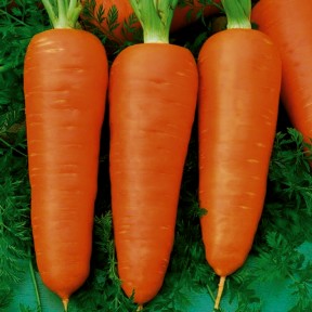 Морква Ред Кор, LibraSeeds (Erste Zaden)