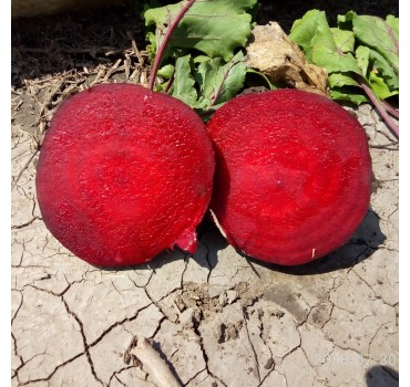 Буряк Детройт, LibraSeeds (Erste Zaden) Буряк Детройт, LibraSeeds (Erste Zaden)