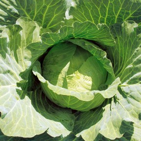 Капуста Джекпот F1, LibraSeeds (Erste Zaden)