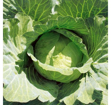 Капуста Джекпот F1, LibraSeeds (Erste Zaden)