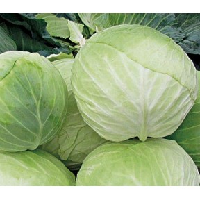 Капуста Діжон F1, LibraSeeds (Erste Zaden)