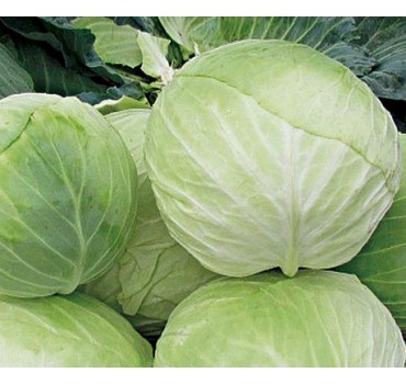 Капуста Діжон F1, LibraSeeds (Erste Zaden)