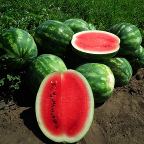 Кавун Целін F1 | Celin F1, Clause