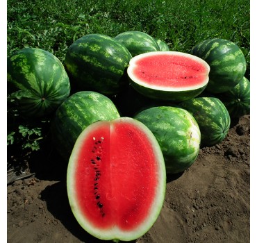 Кавун Целін F1 | Celin F1, Clause