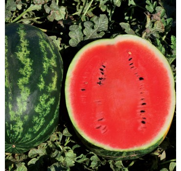 Кавун Лівія F1 | Livia F1, Clause