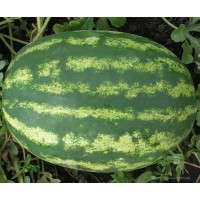 Кавун Медісон F1 | Medison F1, Clause