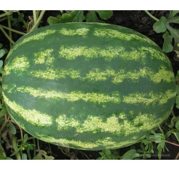 Кавун Медісон F1 | Medison F1, Clause