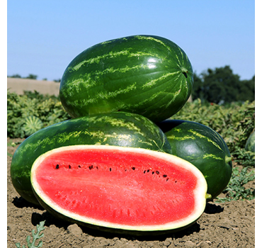 Кавун Меліна F1 | Melina F1, Clause Кавун Меліна F1 | Melina F1, Clause