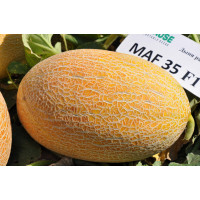 Диня Мазін F1 (Маф 35) | Mazin F1, Clause