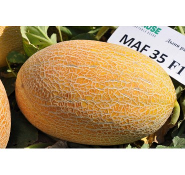 Диня Мазін F1 (Маф 35) | Mazin F1, Clause Диня Мазін F1 (Маф 35) | Mazin F1, Clause