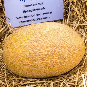 Диня Кредо F1 | Kredo F1, Clause