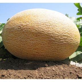 Диня Амал F1 | Amal F1, Clause