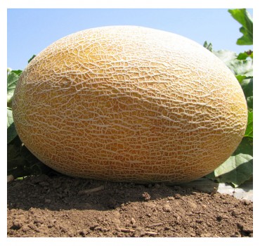 Диня Амал F1 | Amal F1, Clause