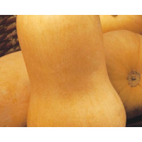 Гарбуз Сібель F1 | Sibel F1, Clause