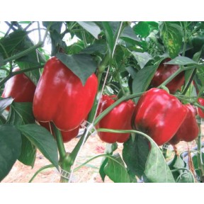 Перець Соломон Solomon F1 | F1, Clause