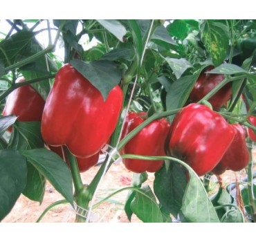 Перець Соломон Solomon F1 | F1, Clause