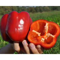 Перець Марек F1 | Marek F1, Clause