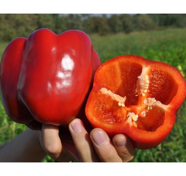 Перець Марек F1 | Marek F1, Clause