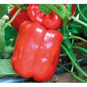 Перець Геркулес F1 | Hercules F1, Clause