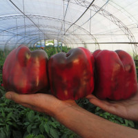 Перець Вангард F1 | Vangard F1, Clause