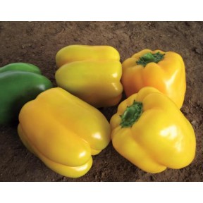 Перець Соланор F1 | Solanor F1, Clause