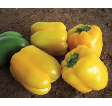 Перець Соланор F1 | Solanor F1, Clause