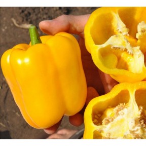 Перець Спрінгбокс Springboks F1 | F1, Clause