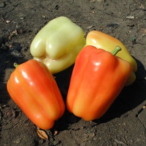 Перець Фламінго F1 | Flamingo F1, Clause